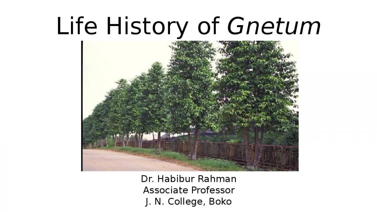 PPT-Life History of Gnetum Dr. Habibur Rahman