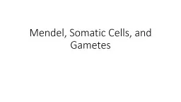 Mendel,  Somatic Cells, and Gametes