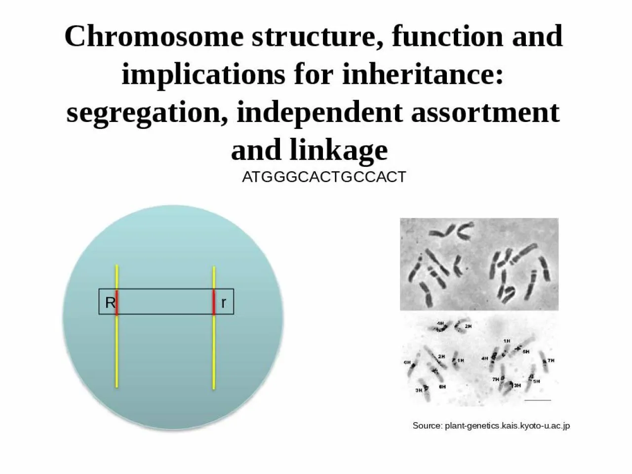 PPT-Chromosome structure, function and implications for inheritance: segregation, independent