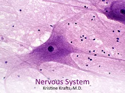 Nervous System Kristine Krafts, M.D.