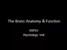 The Brain: Anatomy & Function