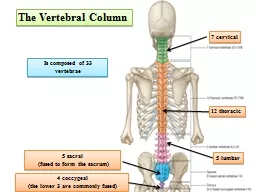 The Vertebral Column Is composed of 33 vertebrae