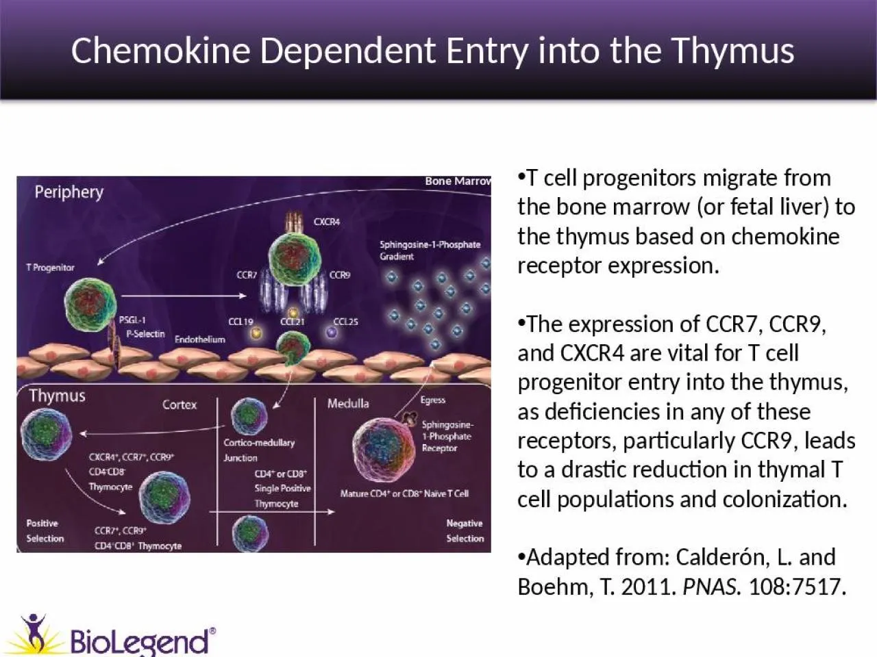 PPT-Chemokine Dependent Entry into the Thymus