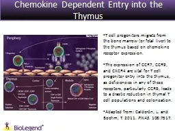Chemokine Dependent Entry into the Thymus