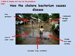 How the cholera bacterium causes disease