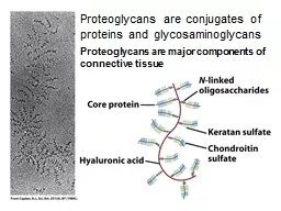 Proteoglycans are conjugates of proteins and glycosaminoglycans