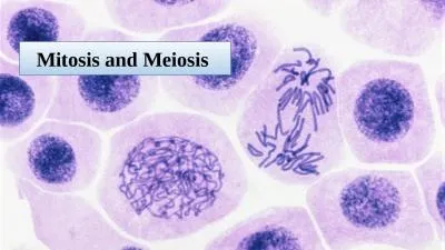 Mitosis and Meiosis  Chromosome: