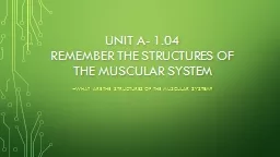 Unit a- 1.04 remember the structures of the muscular system