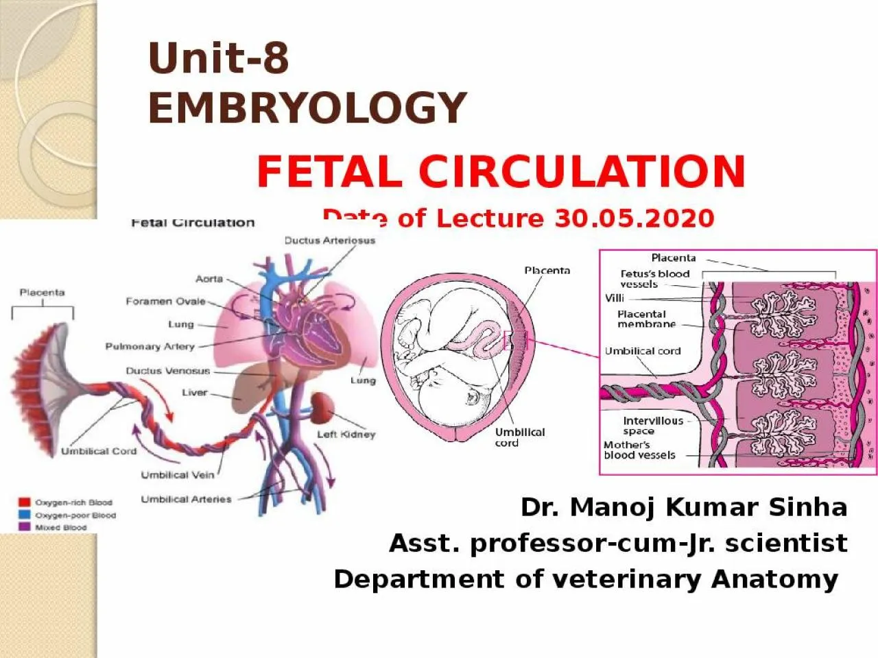 PPT-Unit-8 EMBRYOLOGY FETAL CIRCULATION