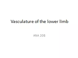 Vasculature of the lower limb