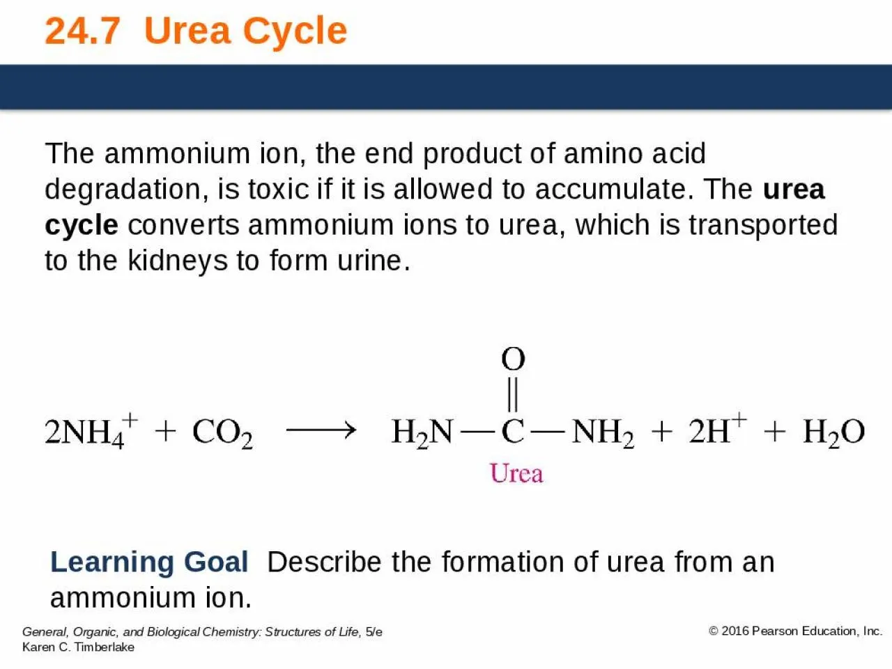 PPT-24.7 Urea Cycle The ammonium ion, the end product of amino acid degradation, is toxic