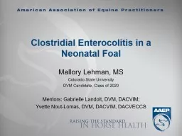 Clostridial Enterocolitis in a Neonatal Foal