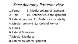 Knee Anatomy-Posterior view