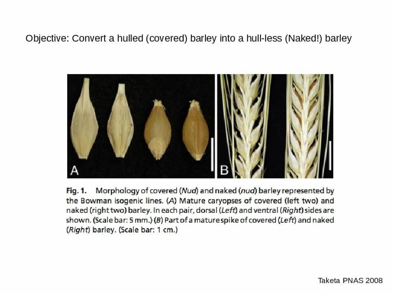 PPT-Objective: Convert a hulled (covered) barley into a hull-less (Naked!) barley