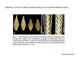 Objective: Convert a hulled (covered) barley into a hull-less (Naked!) barley