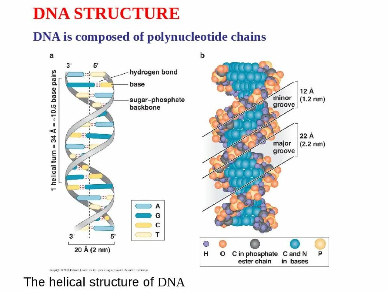 PPT-DNA STRUCTURE DNA is composed of polynucleotide chains