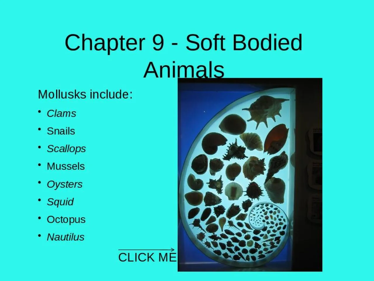 PPT-Chapter 9 - Soft Bodied Animals