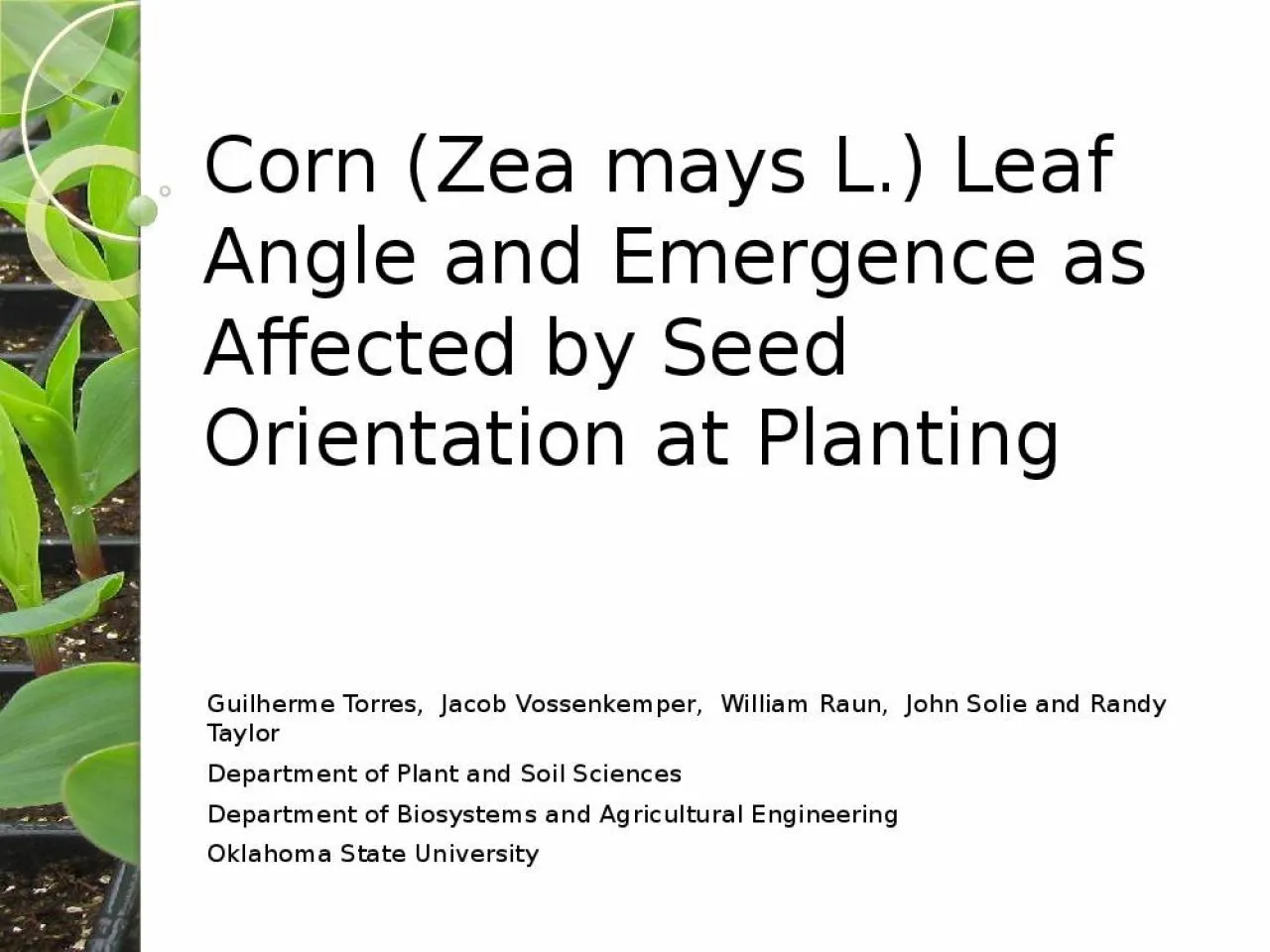 PPT-Corn (Zea mays L.) Leaf Angle and Emergence as Affected by Seed Orientation at Planting