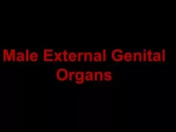 Male External Genital Organs