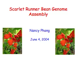 Scarlet Runner Bean Genome Assembly