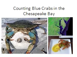 Counting Blue Crabs in the Chesapeake Bay