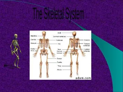 The Skeletal System The