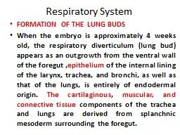 Respiratory System FORMATION OF THE LUNG BUDS