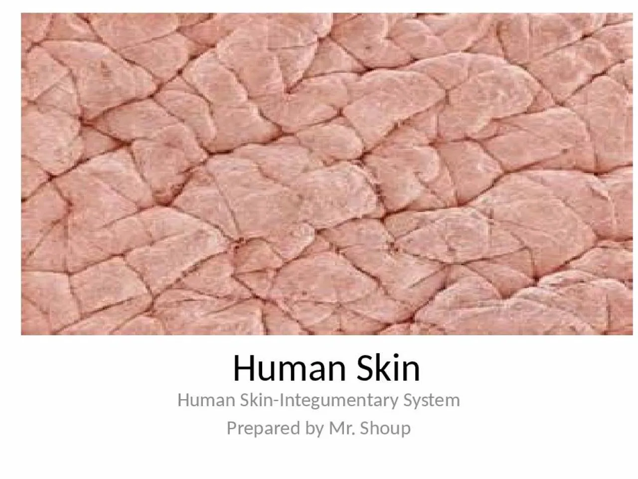 PPT-Human Skin Human Skin-Integumentary System