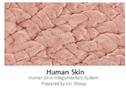 Human Skin Human Skin-Integumentary System