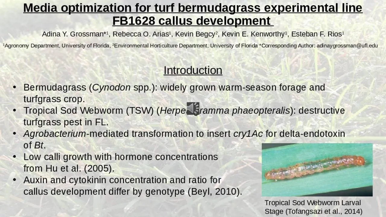 PPT-Media optimization for turf bermudagrass experimental line FB1628 callus development