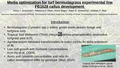 Media optimization for turf bermudagrass experimental line FB1628 callus development