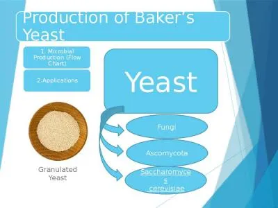 Production of Baker’s Yeast