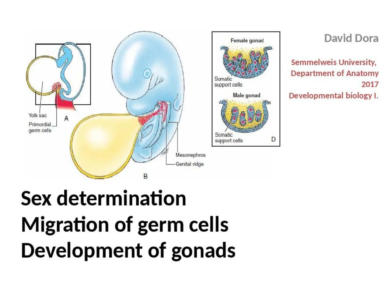 PPT-Sex determination Migration of germ cells