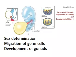 Sex determination Migration of germ cells