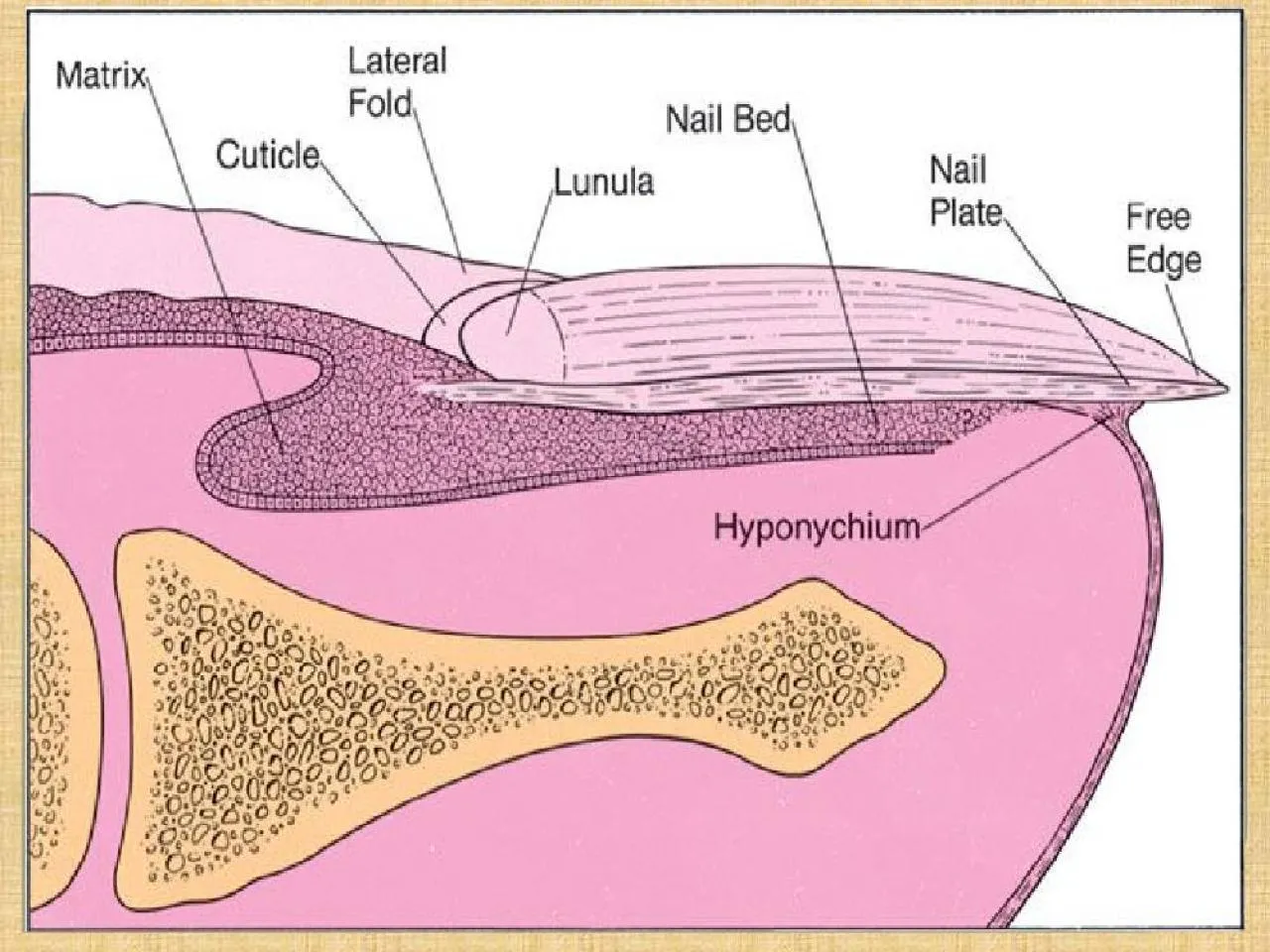 PPT-Effects of trauma Permanent ridges or splits in the nail plate can follow damage to the