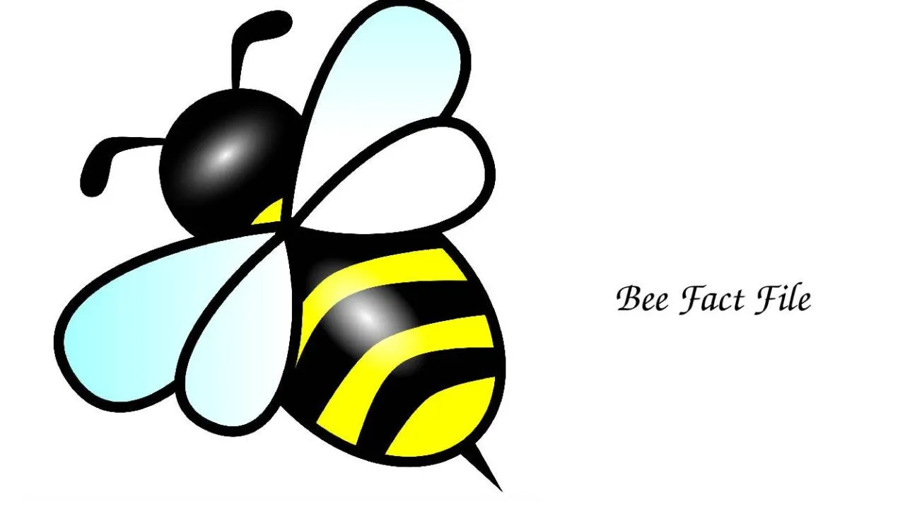 PPT-Bee Fact File Honey bees have 6 legs, 2 compound eyes made up of thousands of tiny lenses