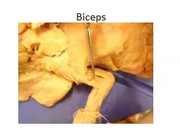 Biceps Brachalis Deltoid