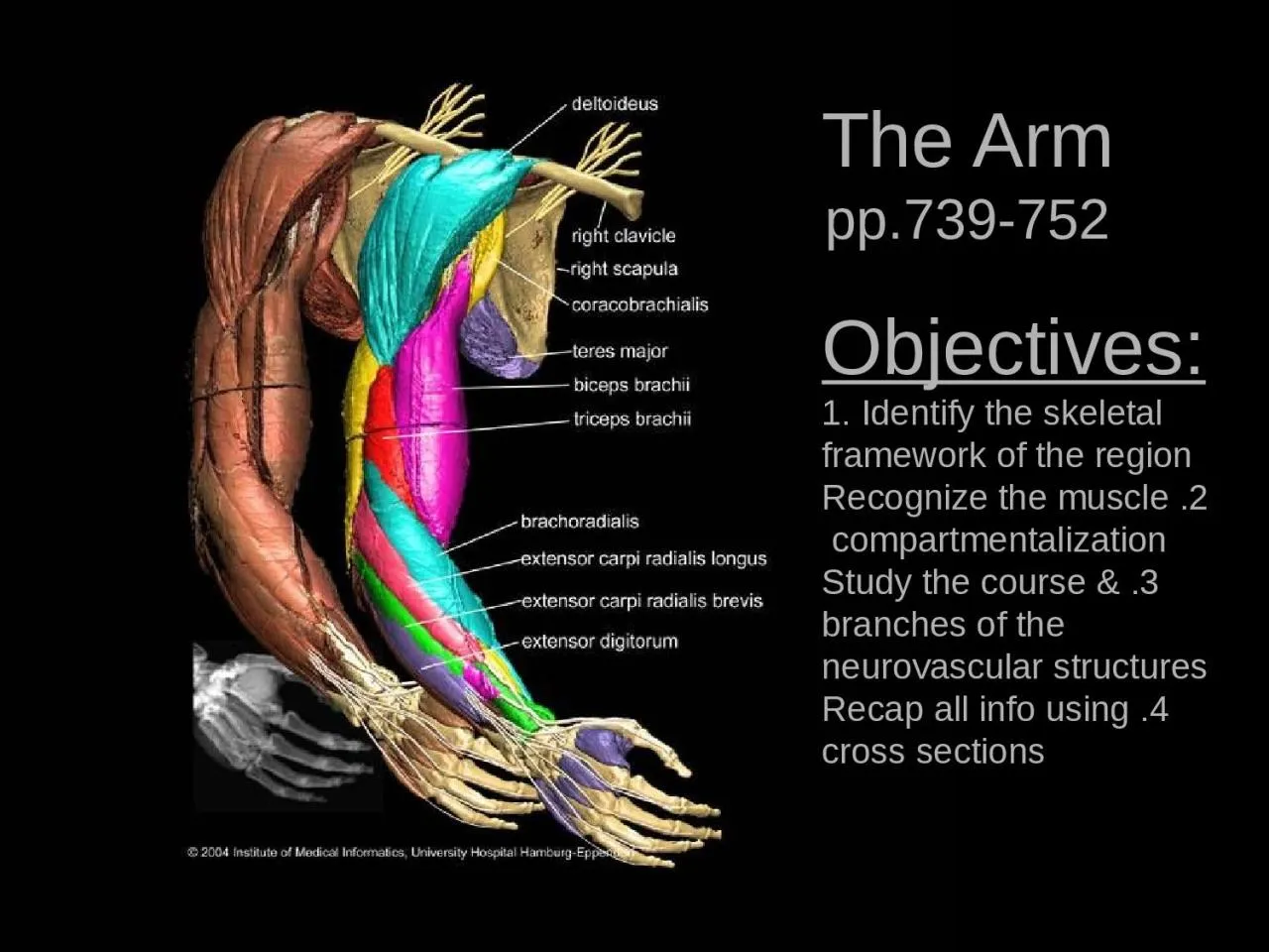 PPT-The Arm pp.739-752 Objectives: