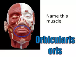 Name this muscle. Orbicularis