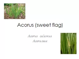 Acorus  (sweet flag)  Acorus