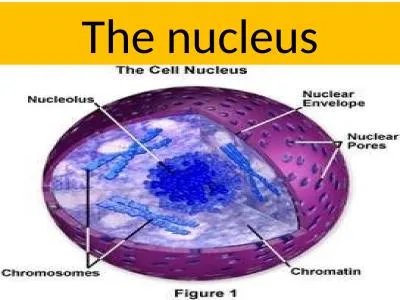 The nucleus     The nucleus is a highly specialized organelle that serves. The