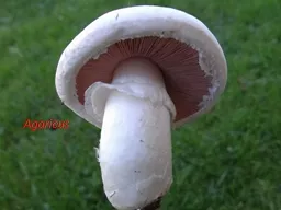 Agaricus Mycelium  The primary mycelium produced by the germination of