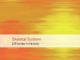 Skeletal  System 206 bones in the body