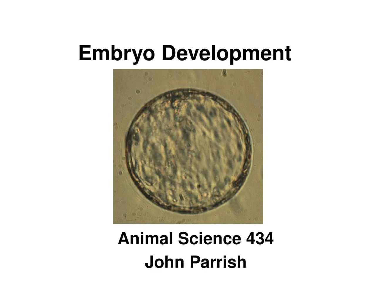 PPT-Embryo Development Animal Science 434