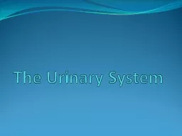The Urinary System Urinary or Excretory System