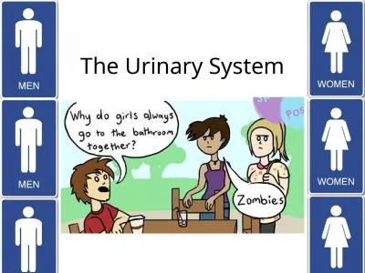 The Urinary System Our Bodies are Amazing!