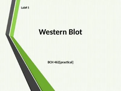 Western Blot BCH 462[practical]