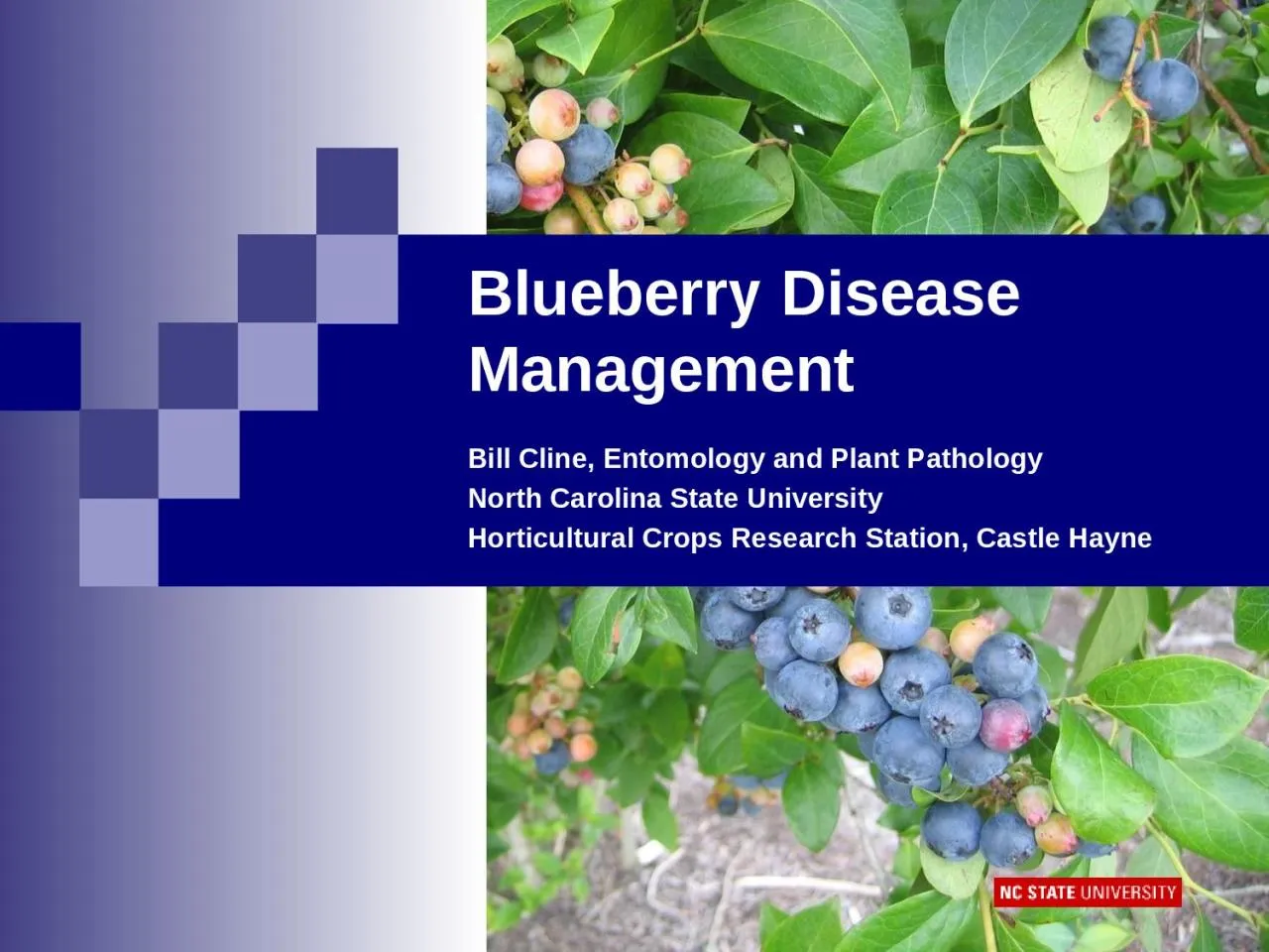 PPT-Blueberry Disease Management