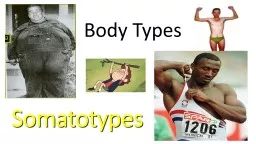 Somatotypes Body Types Body Type