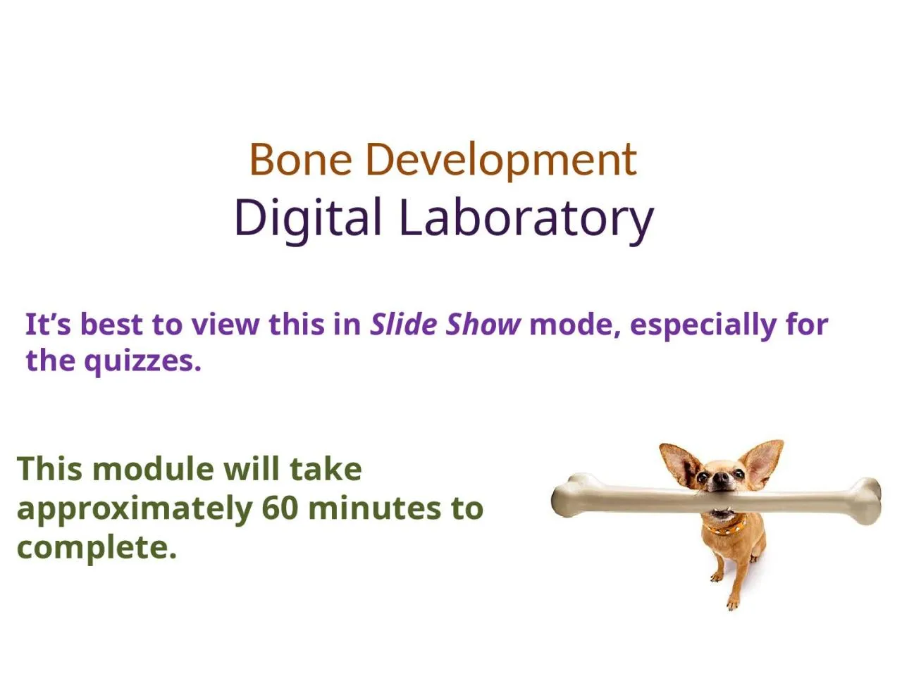 PPT-Bone Development Digital Laboratory